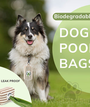 Biodegradable Pet Waste Bags for Clean & Green Walks