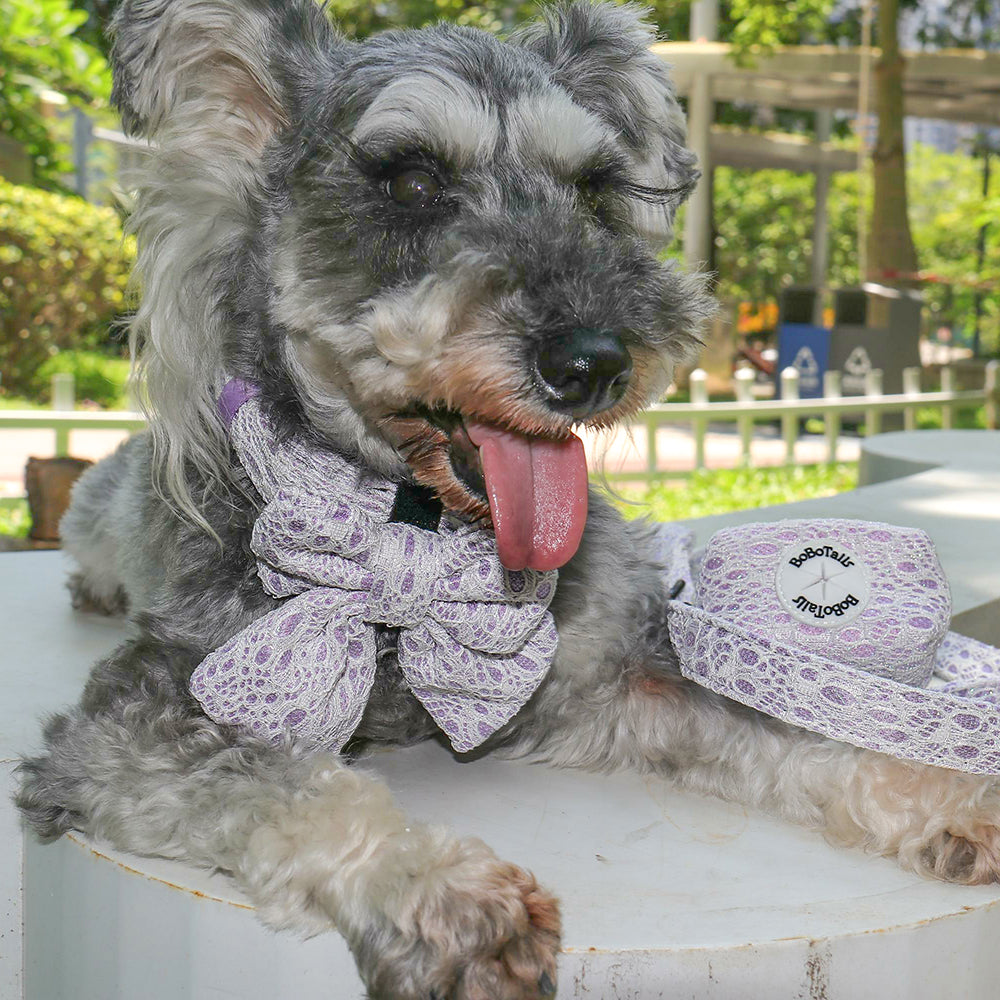 lavender lace dog bowties with collar designed to match dog harness and accessories for elegant daily wear