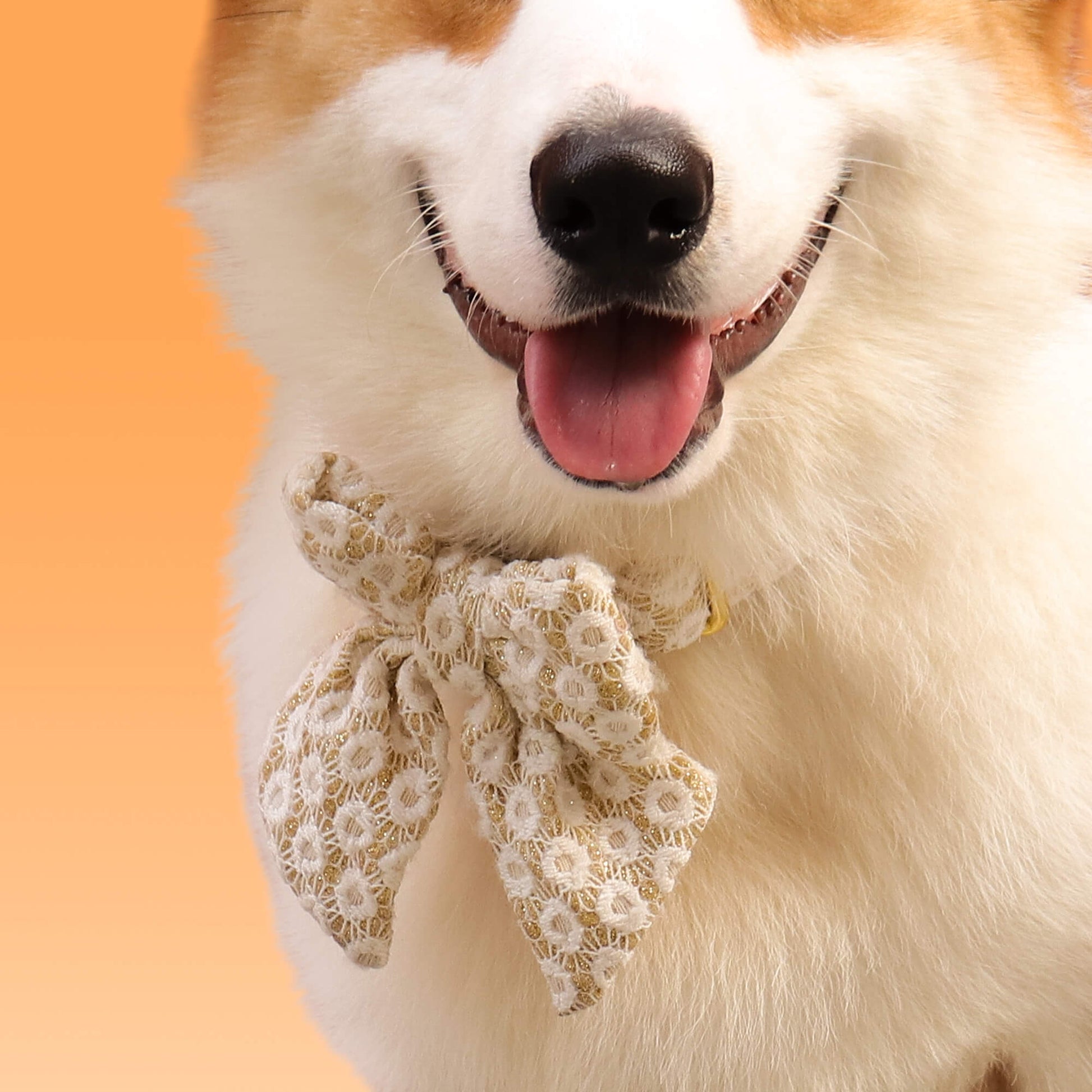 bobotails floral brilliance dog bowties  matching the harness and owner accessories in a coordinated set