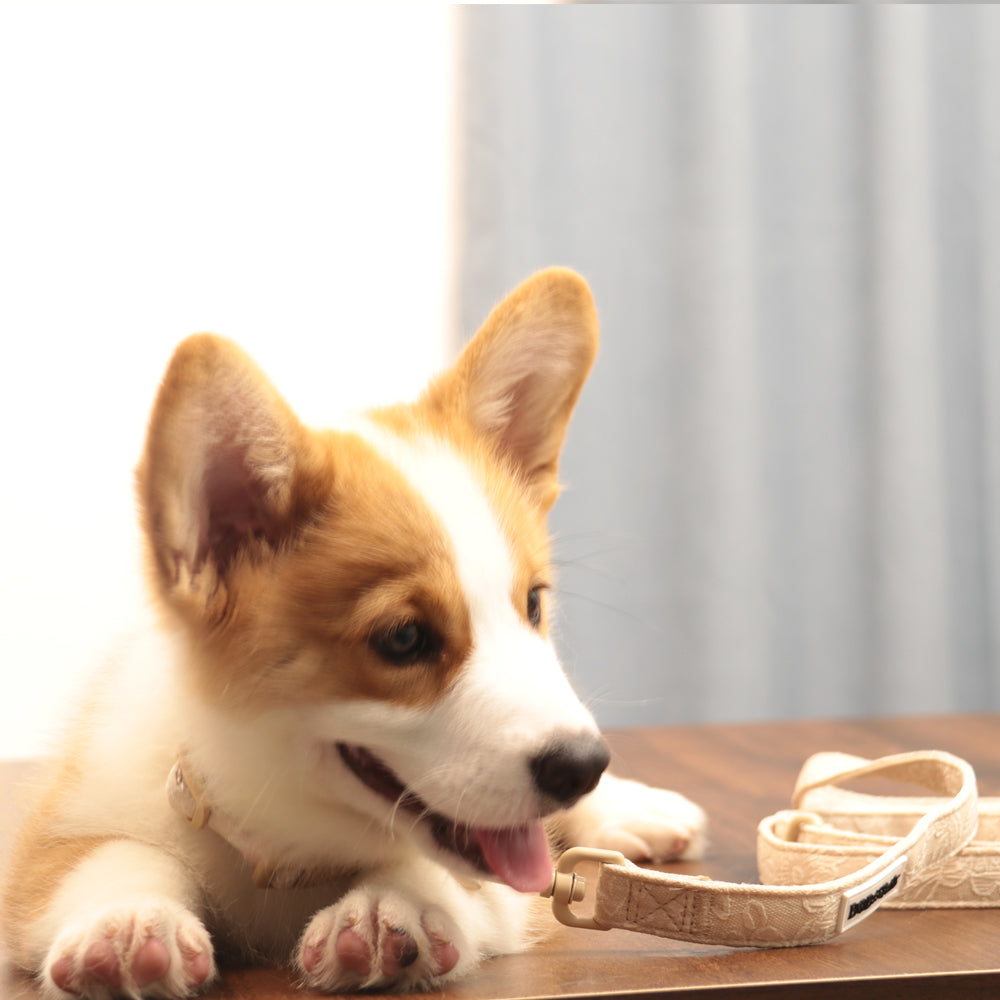 morning glory biscuit hiking dog leash matching the harness and owner accessories in a coordinated set
