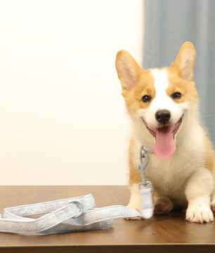 morning glory blue dog leash with collar  designed to complement the harness and accessories within the set