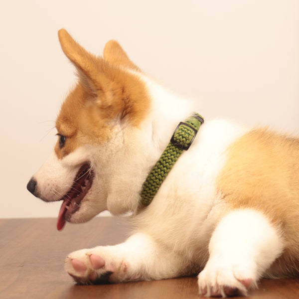 Stylish Tactical Dog Collars in khaki green for training and outdoor adventures