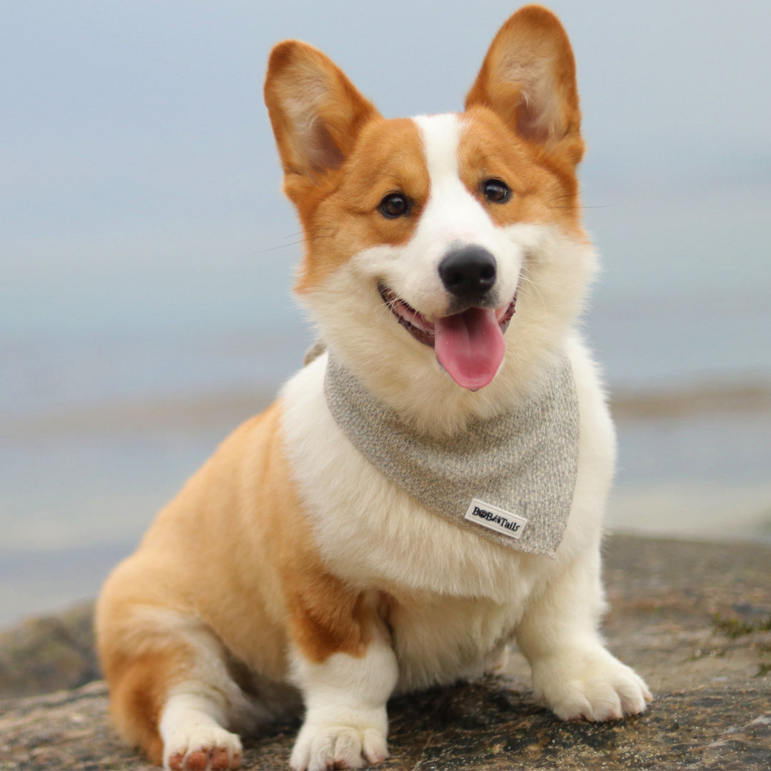 Corgi dog wearing a bandana with a blurred background