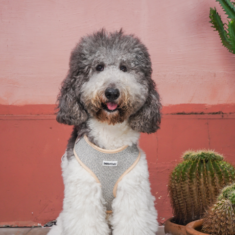 Bobotails chunky knitted harness for dogs large poodle