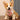 Bobotails Dog Harness,Dog Harness No Pull with 1 Dog Leash Clips, Adjustable Soft Padded Puppia Dog Harness, Airmesh Breatheable Pet Cotton material Vest with Easy Control for Dog Accessories Girl