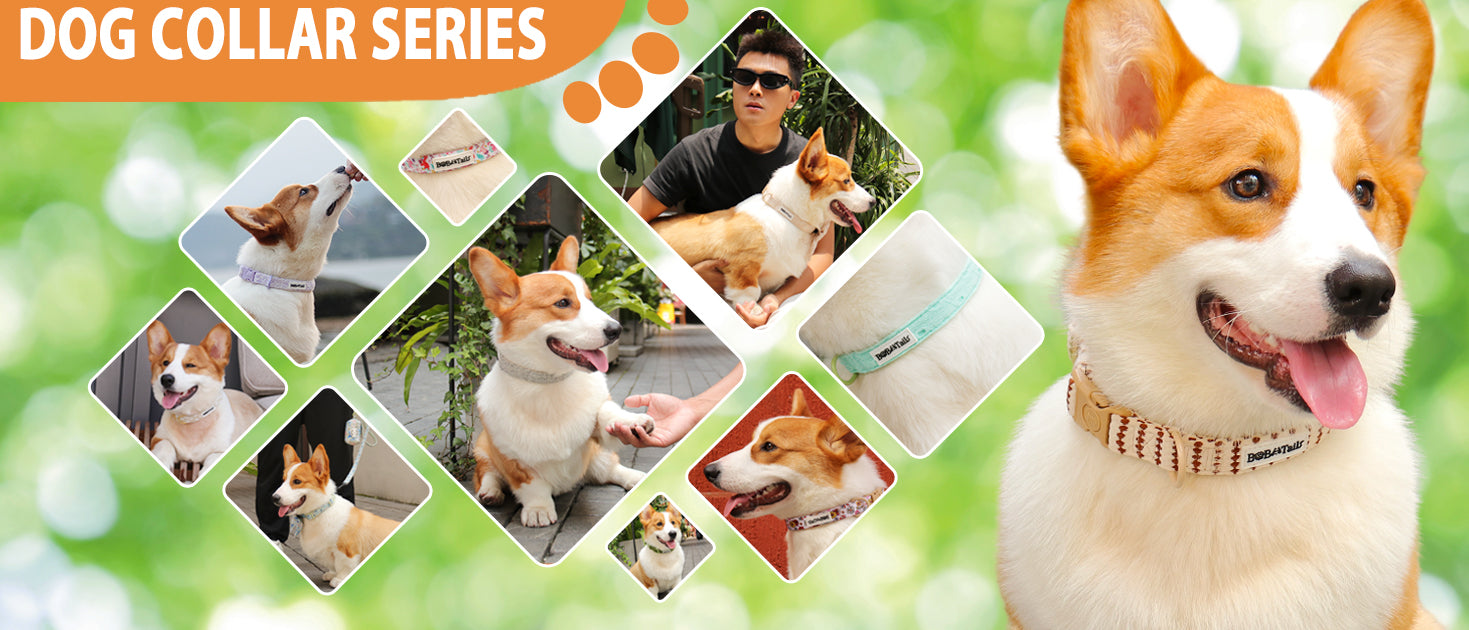 dog collar designed to match the harness and owner accessories for modern pet parents