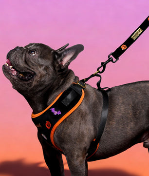Bobotails dog leash for small and medium dogs 