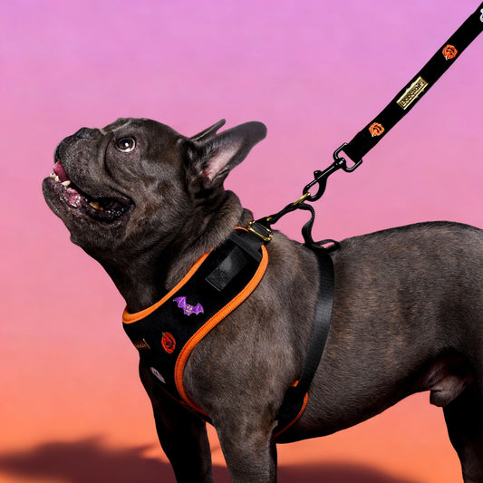 Bobotails dog leash for small and medium dogs 