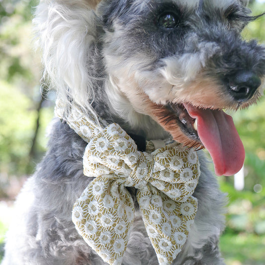 2024 Bobotails floral brilliance gold dog Bowties 