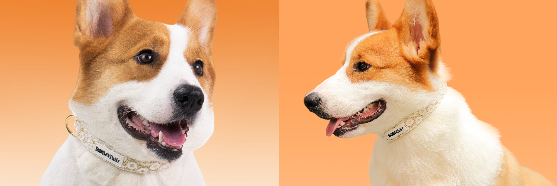 A medium dog corgi wear on Bobotails floral brilliance dog collar 