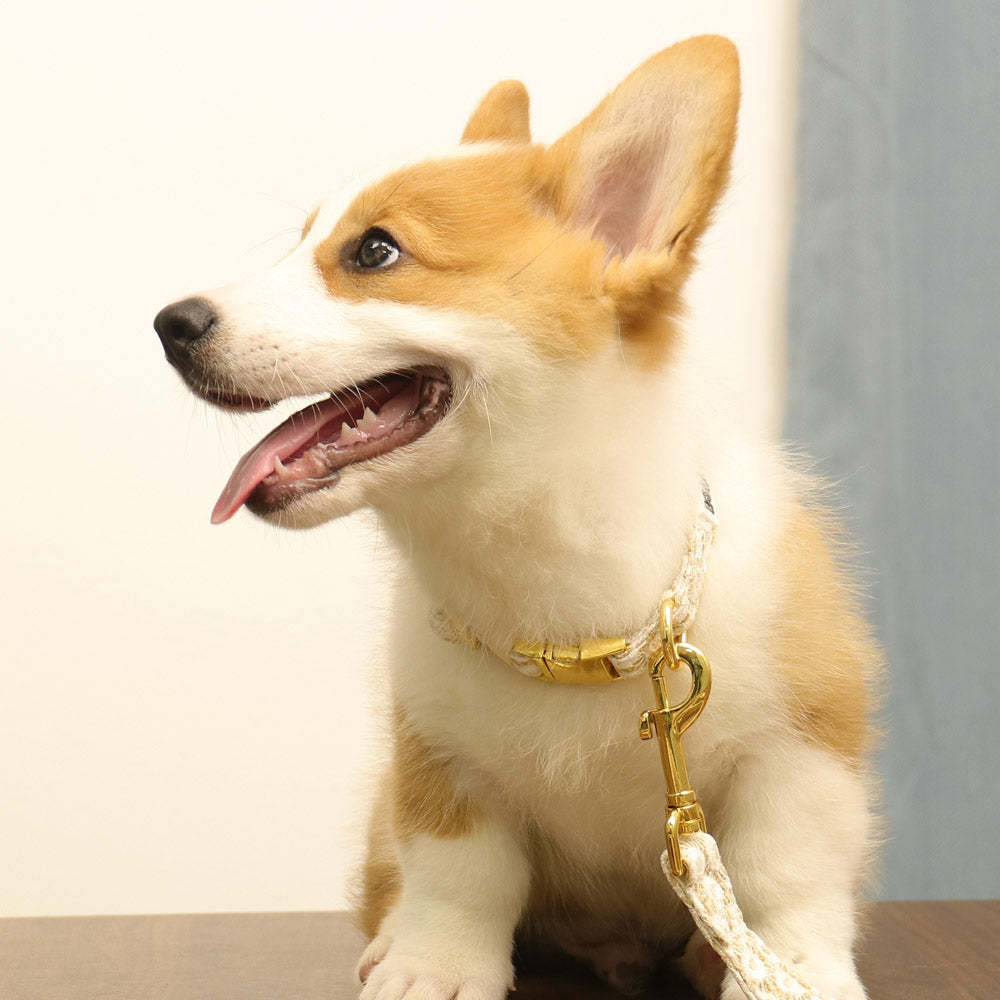 a extra small dog wearing on Bobotails floral brilliance dog collar and leash set