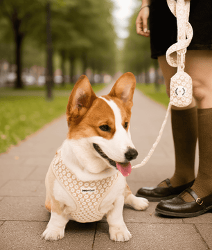 Dog wearing a patterned Bobotails floral brilliance dog harness leash set with poop bag holder sitting on a sidewalk with a person holding a leash.