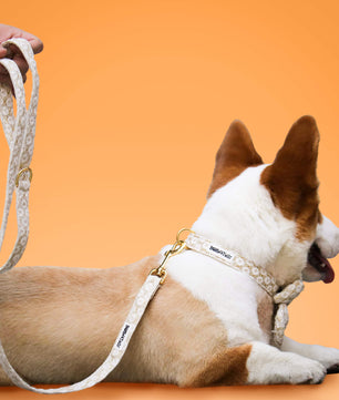 Bobotails floral brilliance dog leash and collar for small and medium dog