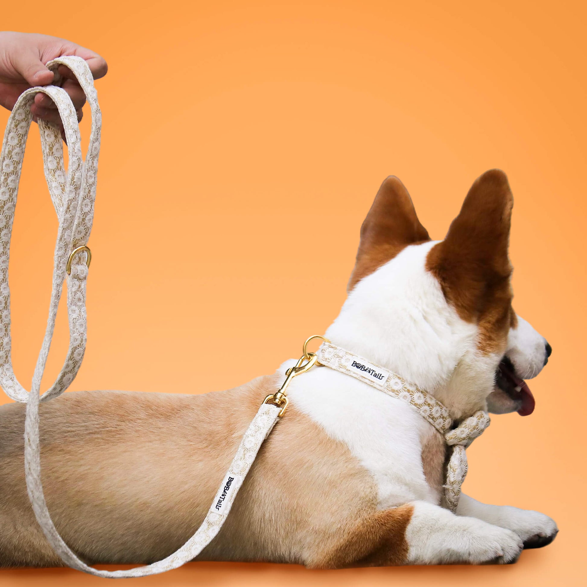 Bobotails floral brilliance dog leash and collar for small and medium dog