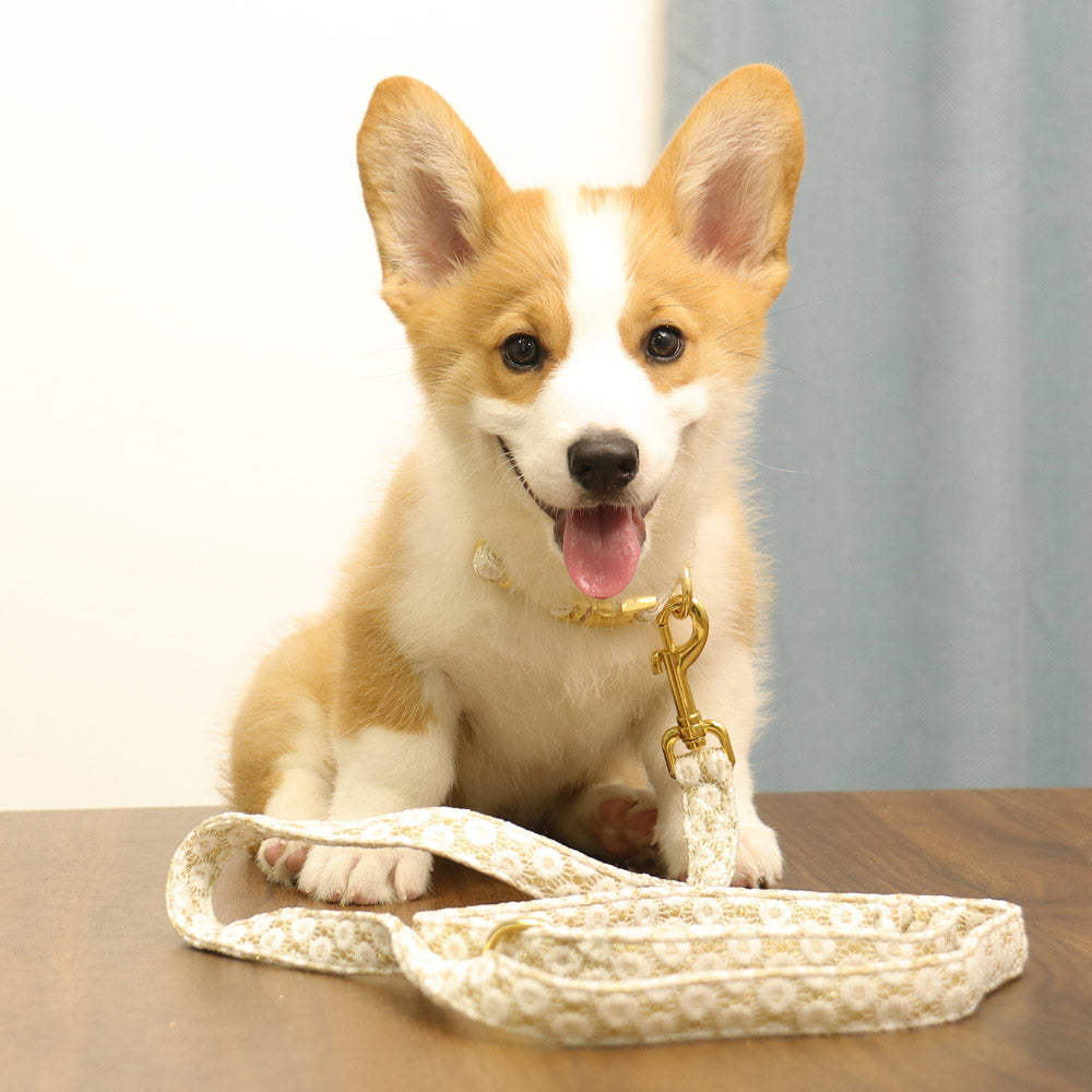 floral brilliance dog leash for extra small dog matching the harness and owner accessories in a coordinated set