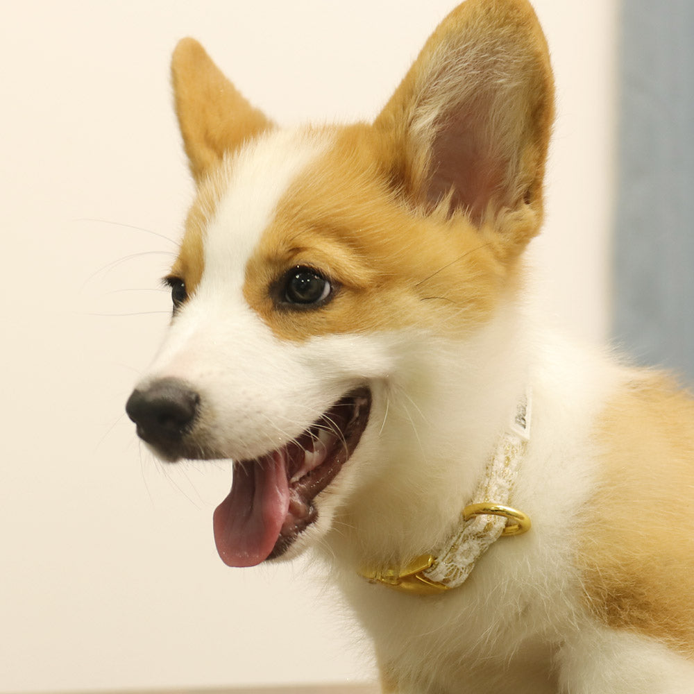 extra small little dog corgi wearing Bobotails floral brilliance puppy embroidered collars 