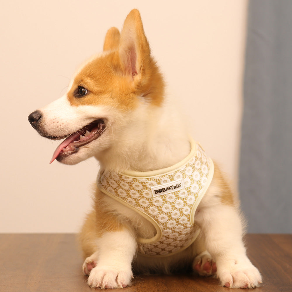A extra small size dog is wearing on Bobotails Floral Brilliance dog harness