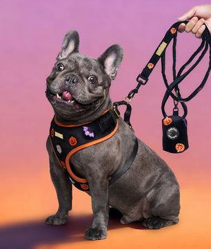 Bobotails halloween costumes harness and leash set for medium dog french bull dog