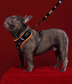 Bobotails halloween matching set for all breeds dogs