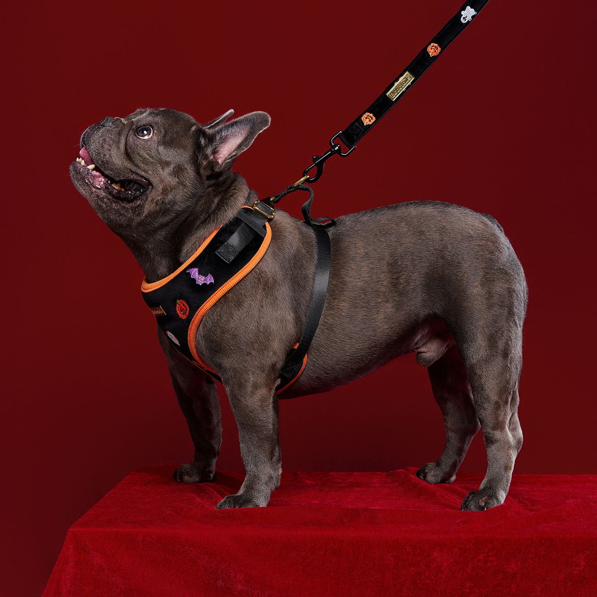 Bobotails halloween matching set for all breeds dogs