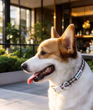 Plaid Dog Collar