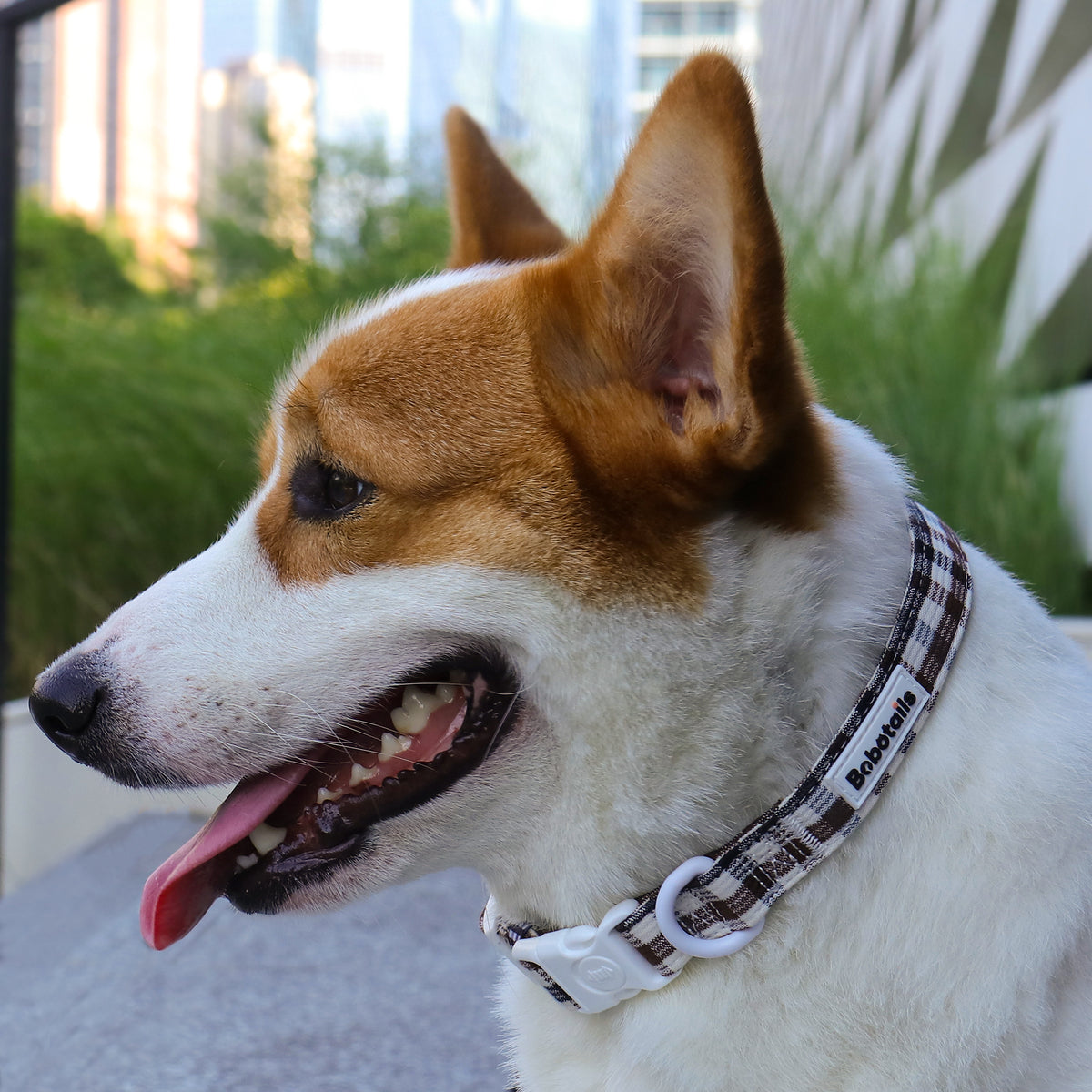 Plaid Dog Collar