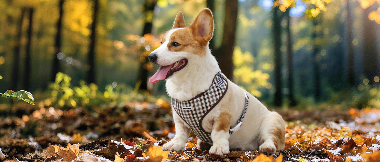 Bobotails plaid dog harness for small and medium size dogs