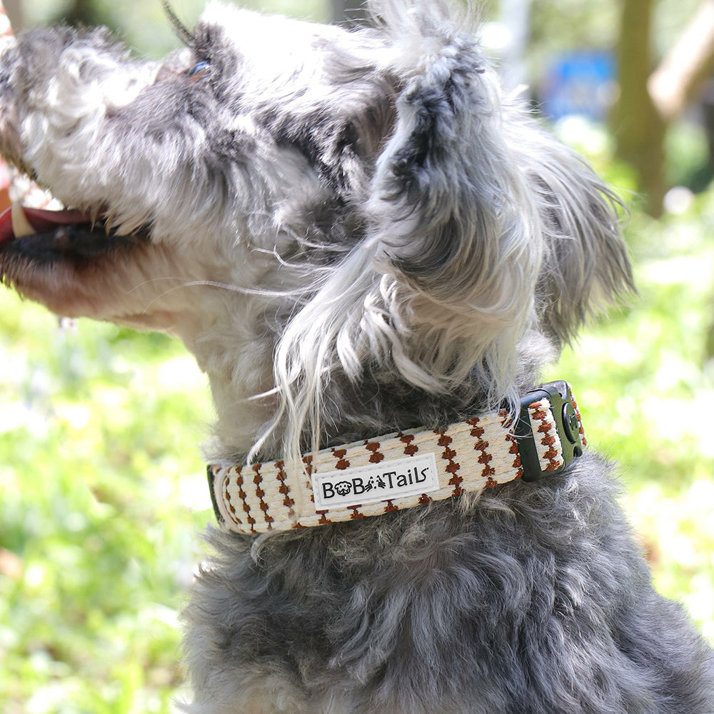 a small dog Schnauzer wearing on small grain dog collar to match the harness and owner accessories for modern pet parents