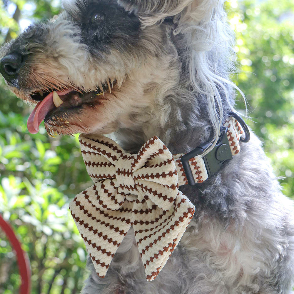 A small size dog  Schnauzer wearing on bowtie dog collar