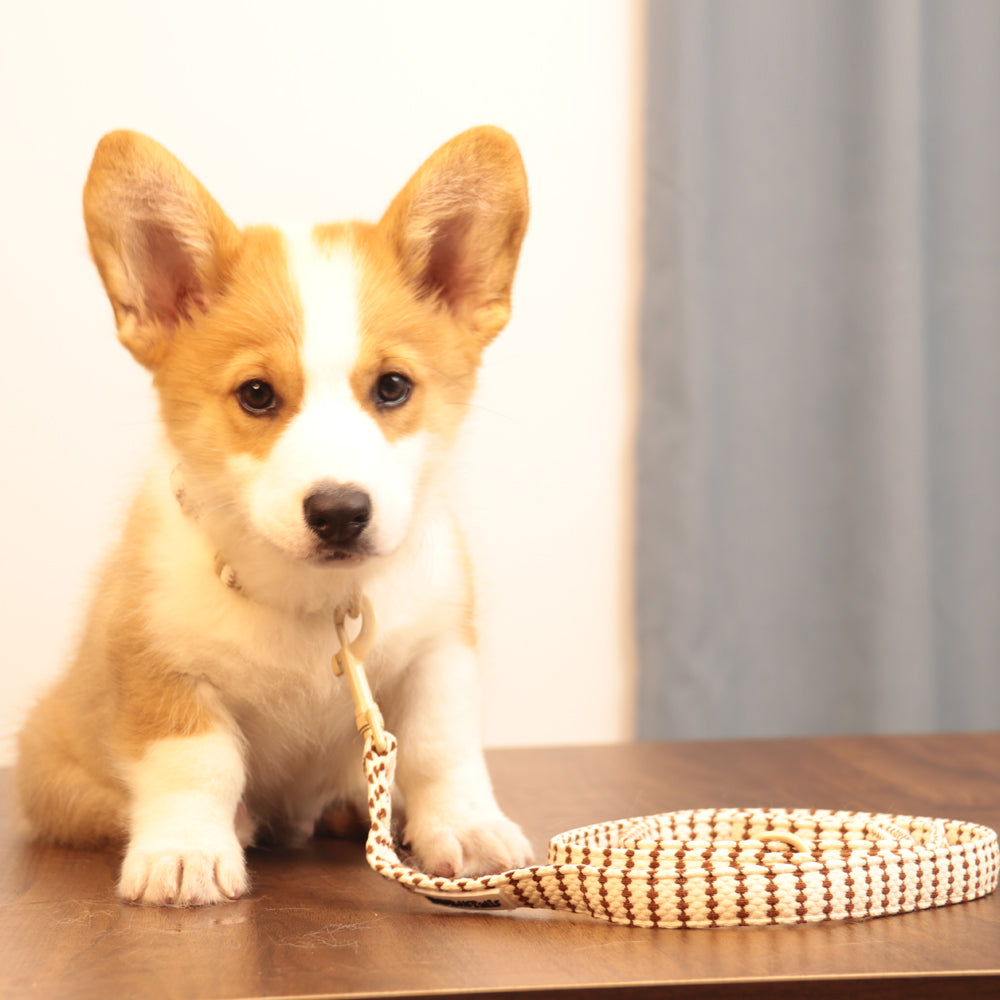 Small Grain 7-Piece Matching Set – Dog & Owner Coordinated Bundle