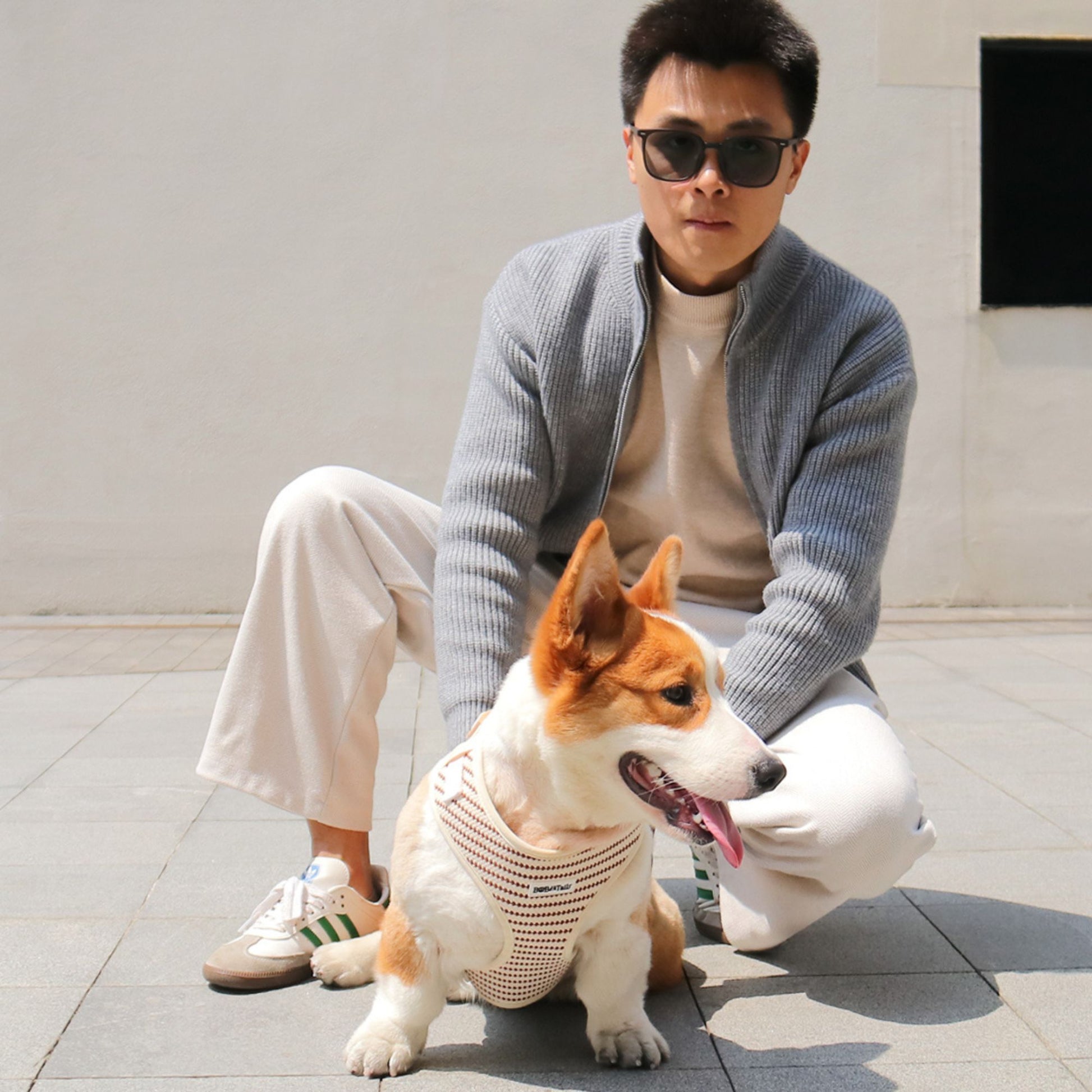 Dog wearing a leopard harness as part of a complete dog and owner matching accessory set