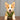 Bobotails Dog Harness,dog walking harness with  Dog Leash Clips, Adjustable Soft Padded Dog Vest, Airmesh Breatheable Pet Cotton material Vest with Easy Control for Dog Walking Essentials and Camping kits