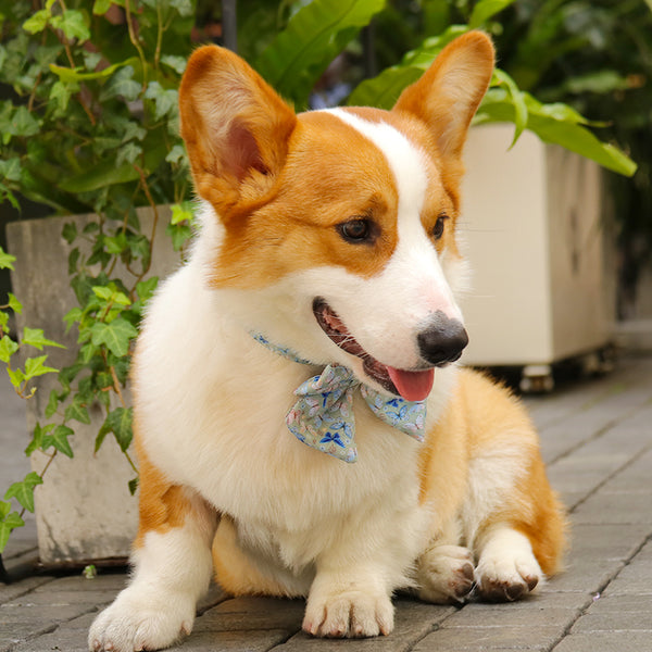 dog with bow tie