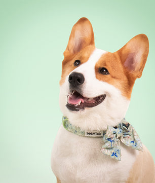 Butterfly Printed Bow Ties for Small Dogs