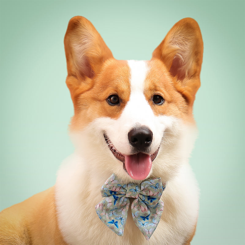 Butterfly Printed Bow Ties for Small Dogs