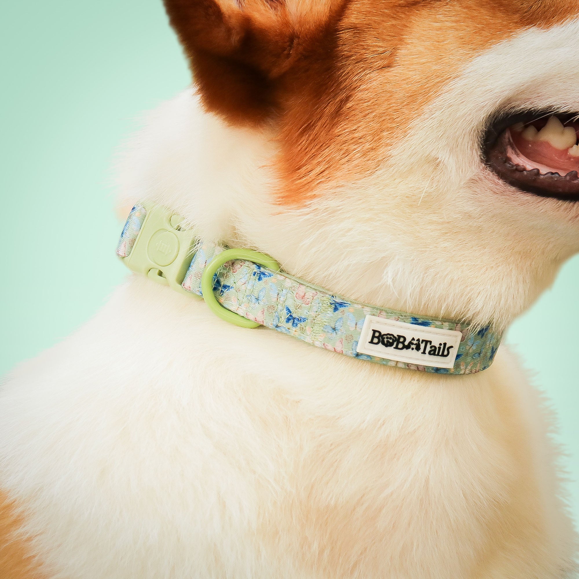 Butterfly Printed Antique Strap Dog Collar