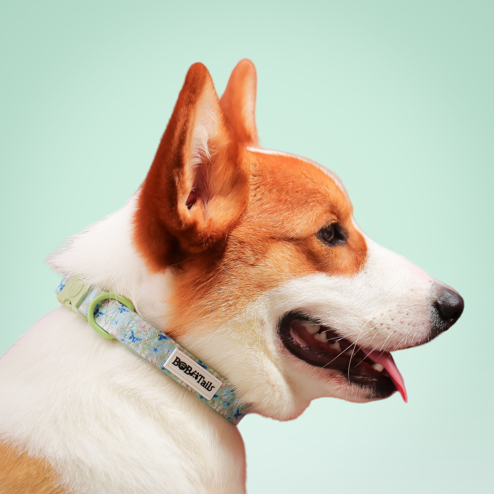 Butterfly Printed Antique Strap Dog Collar