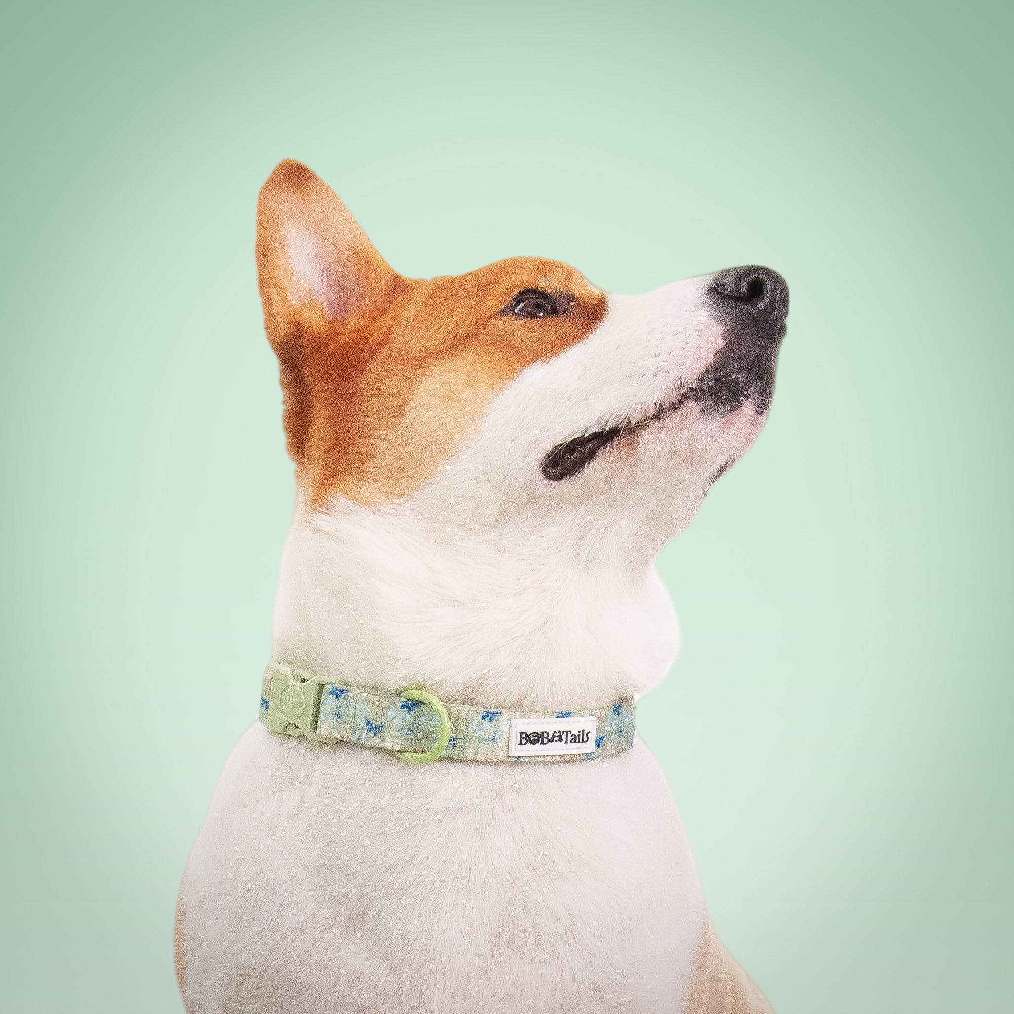 Butterfly Printed Antique Strap Dog Collar