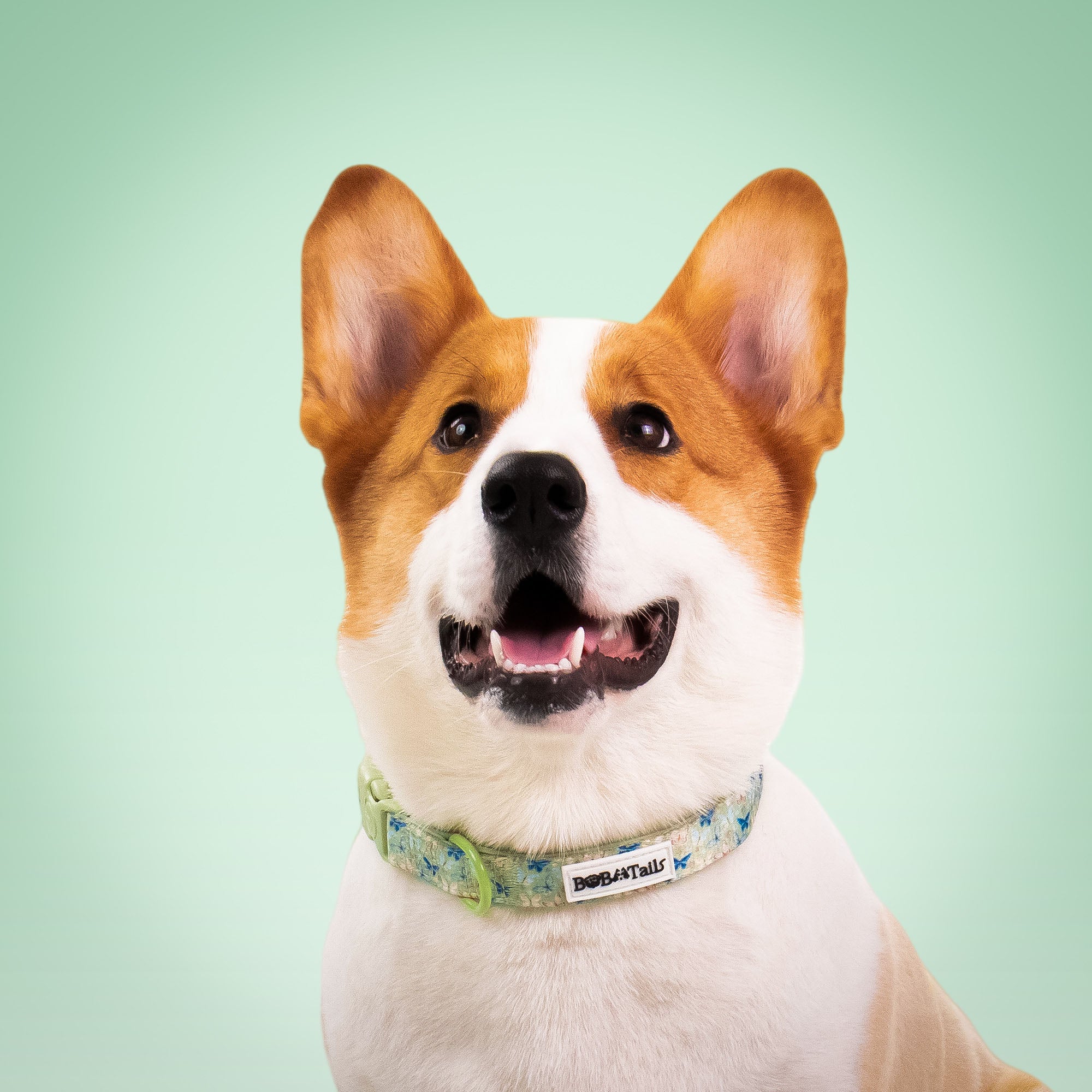 Butterfly Printed Antique Strap Dog Collar