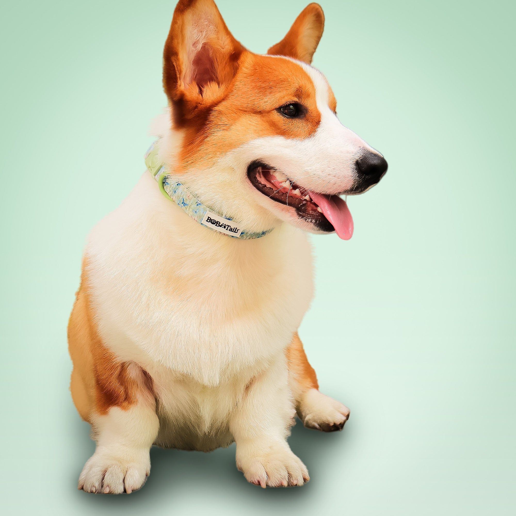 Butterfly Printed Antique Strap Dog Collar