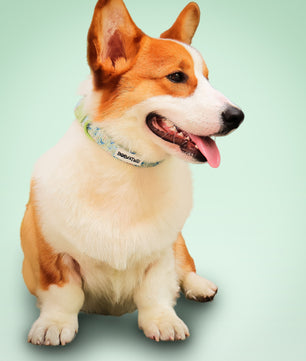 Collier de chien antique imprimé en papillon