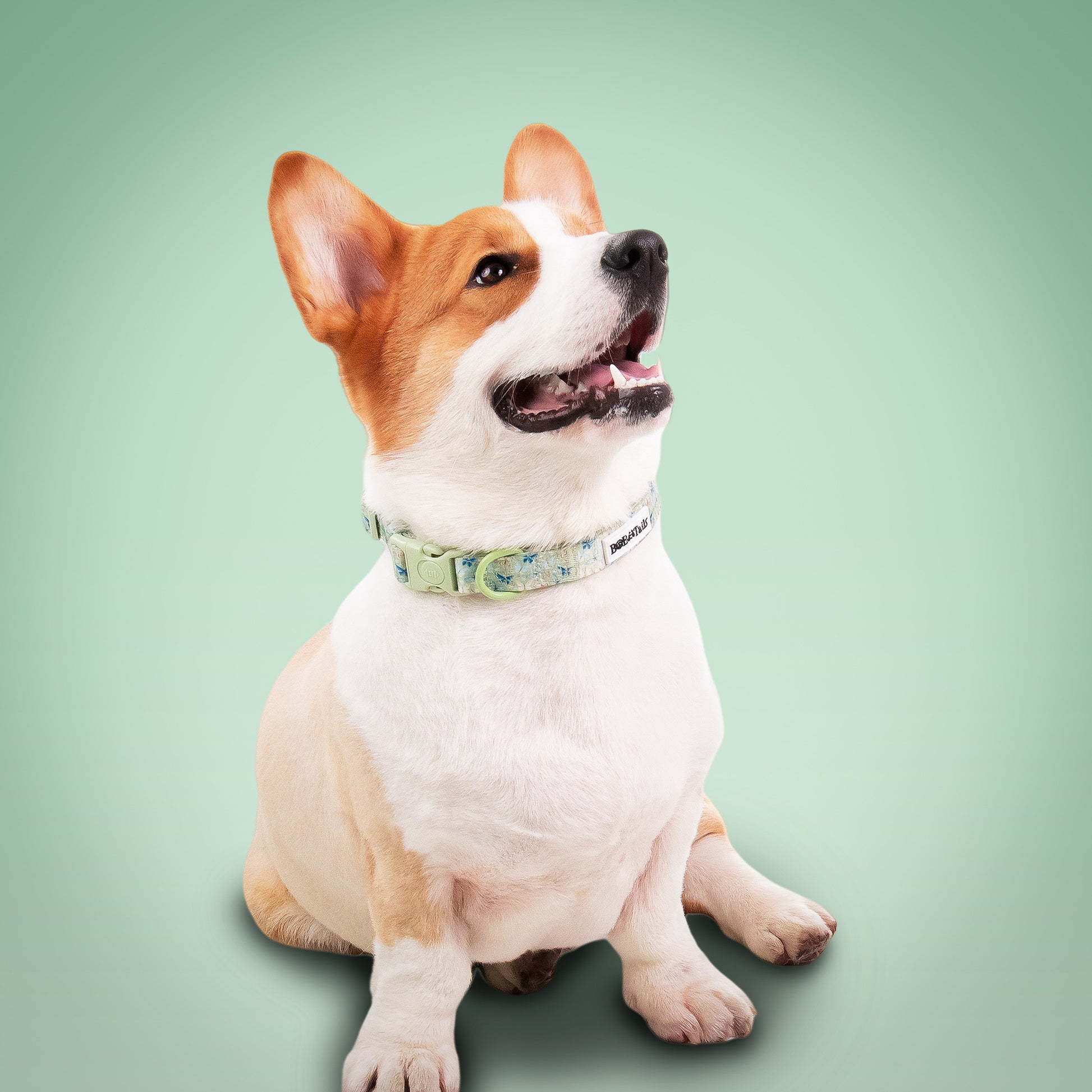 Collier de chien antique imprimé en papillon