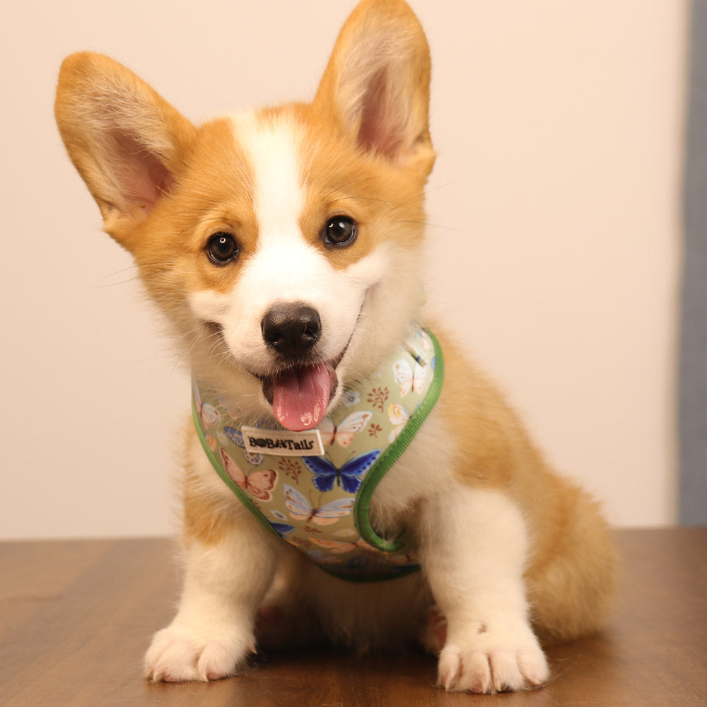 Bobotails Dog vests for service dogs, No-Pull Pet Harness with Leash Clips, Adjustable Soft Padded Tactical dog harness, Airmesh Breatheable Pet Cotton material Dog Harness for Small dogs for hiking,travelling,outdoor activities