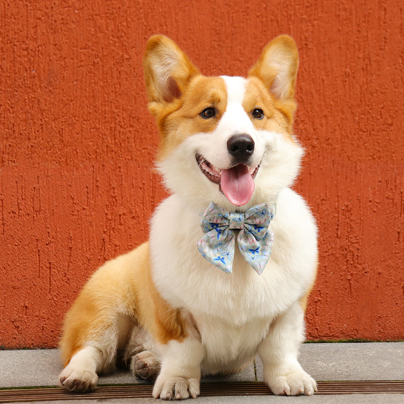 dog collar bow tie