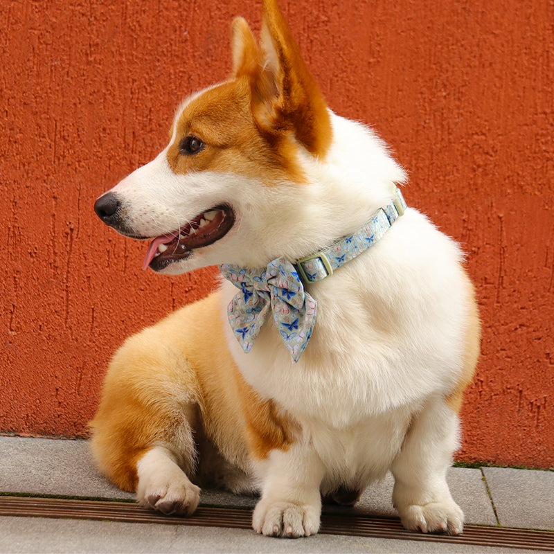 dog collar with bow tie