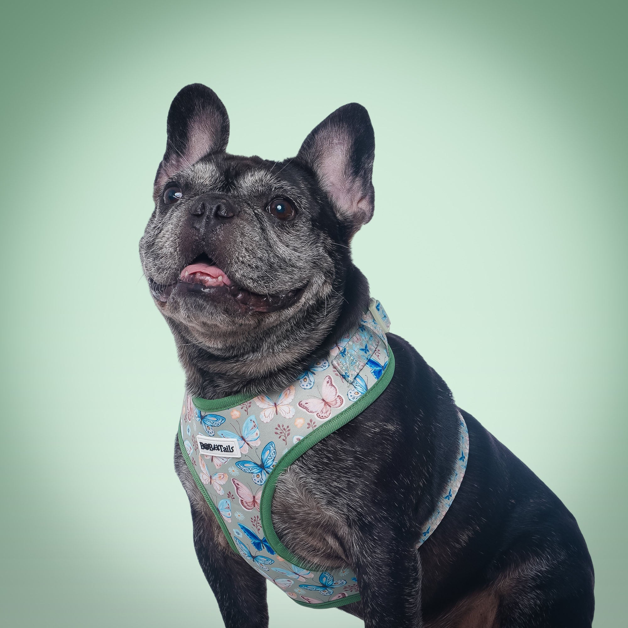 Butterfly Printed Designer Dog Harness