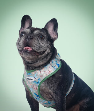 Harnais de chien de créateur imprimé en papillon