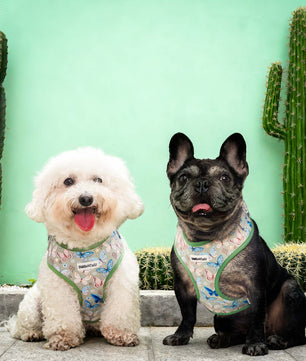 Harnais de chien de créateur imprimé en papillon