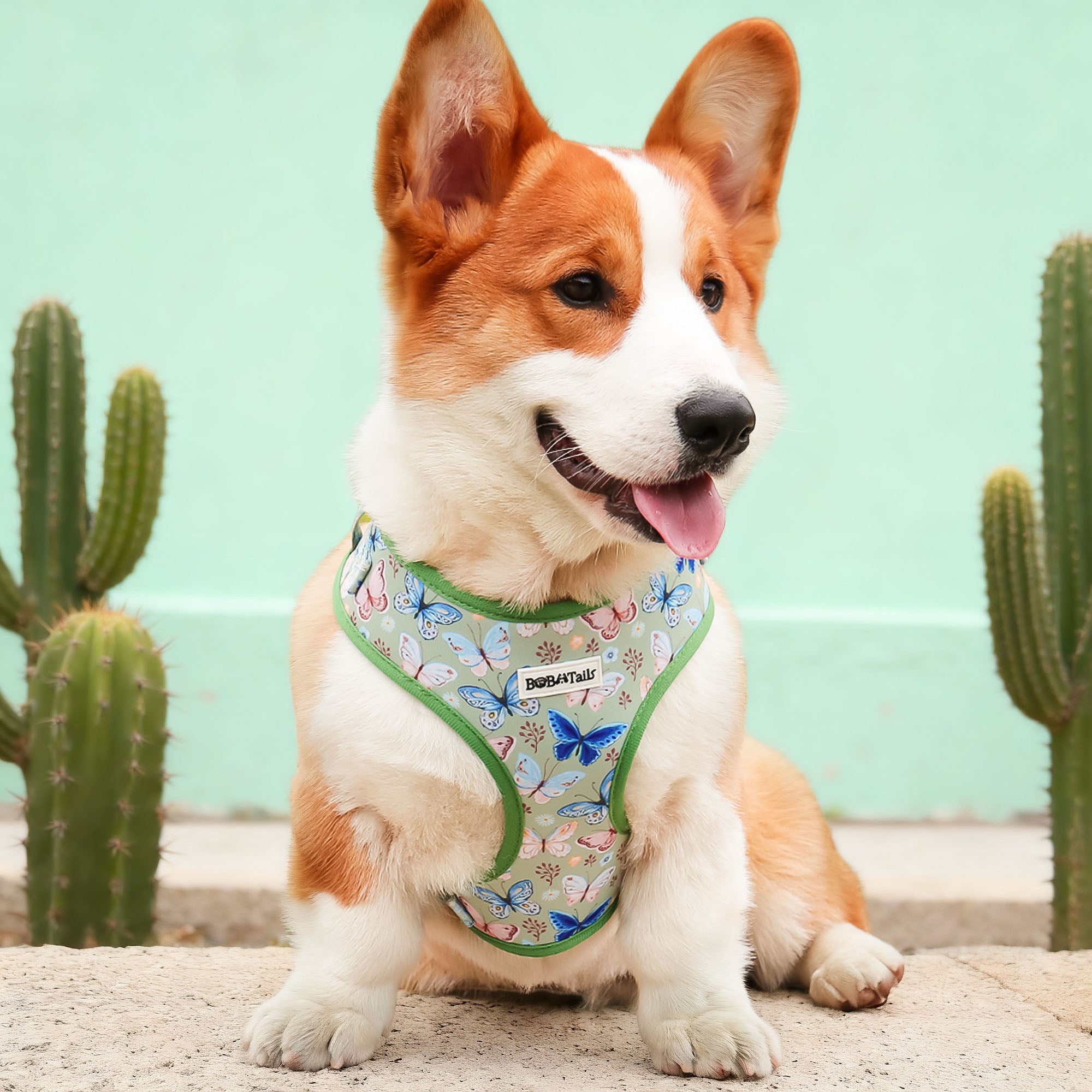 Butterfly Printed Designer Dog Harness