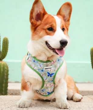 Harnais de chien de créateur imprimé en papillon